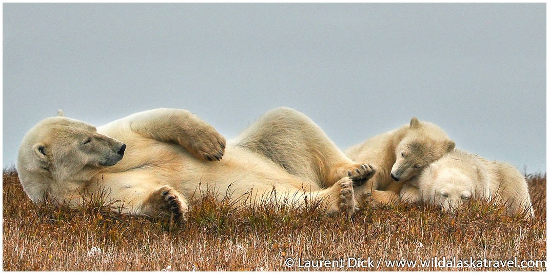 #1 Alaska Polar Bear Tours