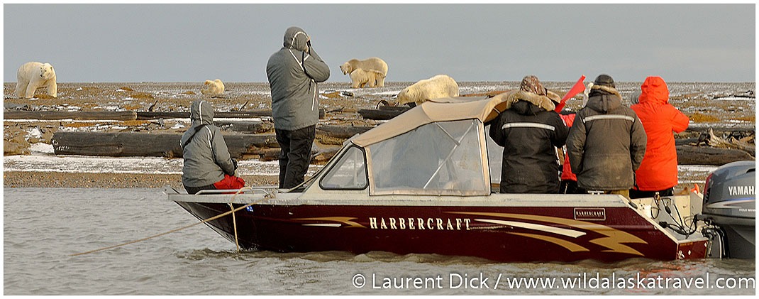 #1 Alaska Polar Bear Tour