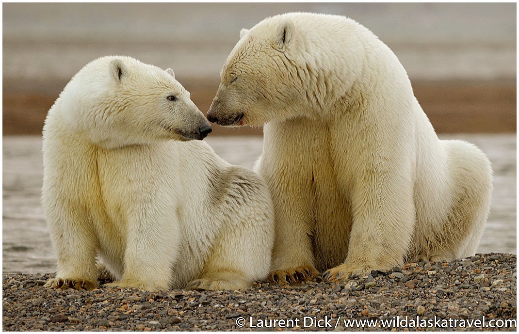 #1 Alaska Polar Bear Tour