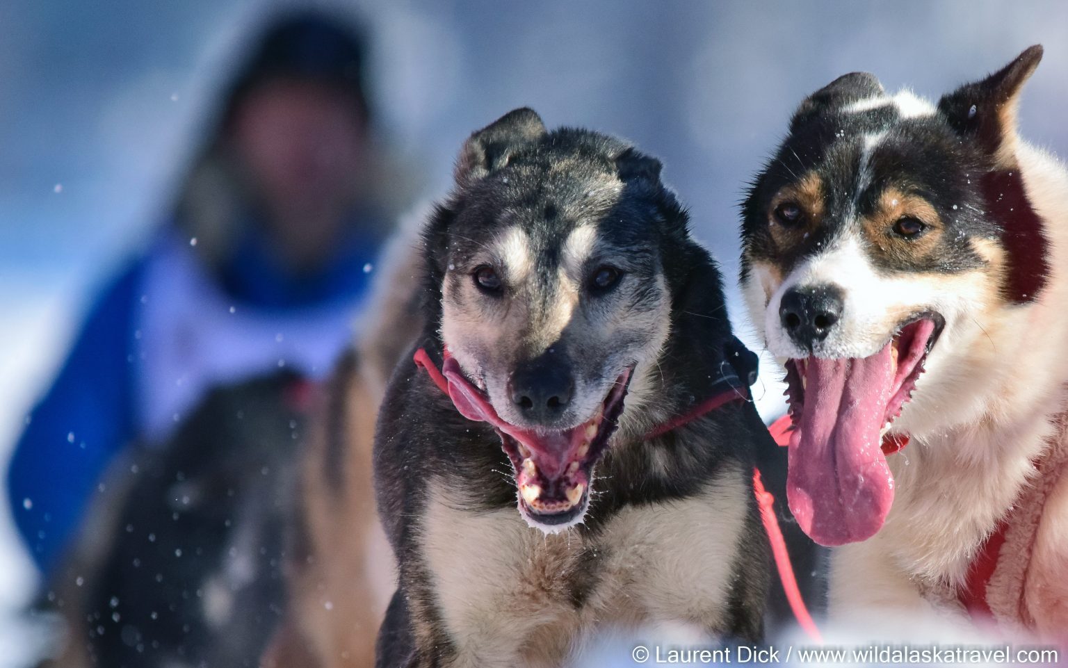 Iditarod 2025 Start Tour Alaska’s 1 winter event.