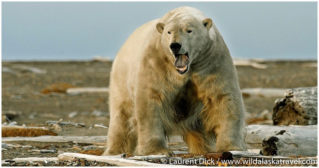 21-Alaska-Polar-Bear-Photo-c-Laurent-Dick-Wild-Alaska-Travel-1024x540.jpg