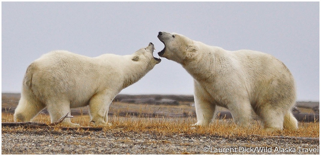 Alaska Polar Bear & Aurora Borealis Tour with Denali Add-on