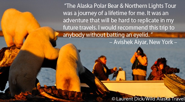 Alaska Polar Bear & Northern Lights Tour