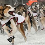 Iditarod Start Tour Photos