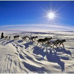 Iditarod Finish Tour Photos