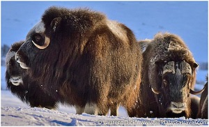 Day-2-Muskoxen-viewing-in-Nome-with-Wild-Alaska-Travel