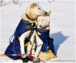 Day-9-Iditarod-Dogs-Photo-c-Laurent-Dick-Wild-Alaska-Travel