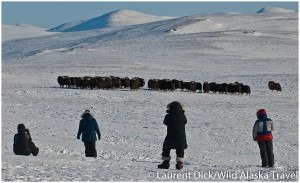 Wild-Alaska-Travel-Iditarod-Finish-Tour-Muskoxen-Viewing-c-Laurent-Dick-300x183