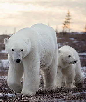 Polar bear sow and cub in Churchill, Manitoba