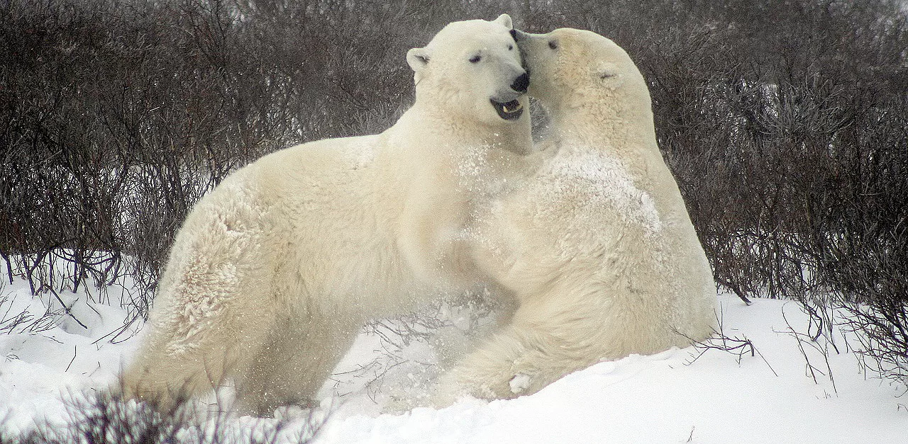 Polar Bear Viewing Tour