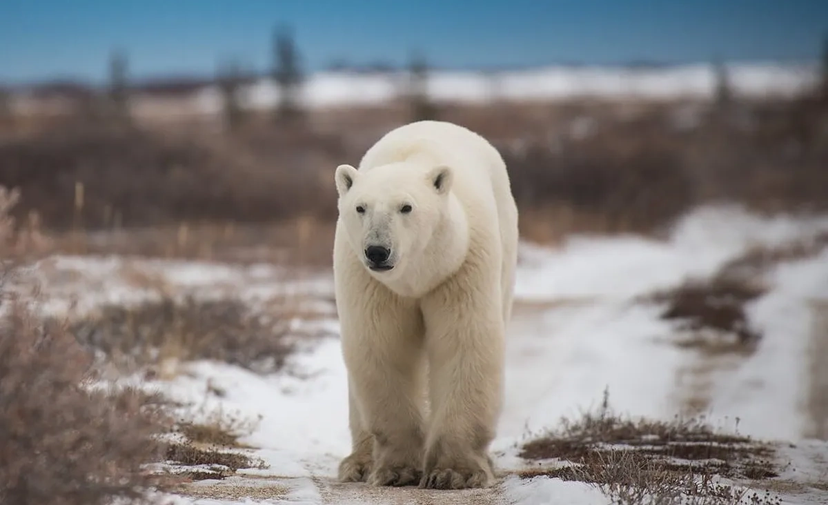 Polar bear walking across the tundra in Churchill.