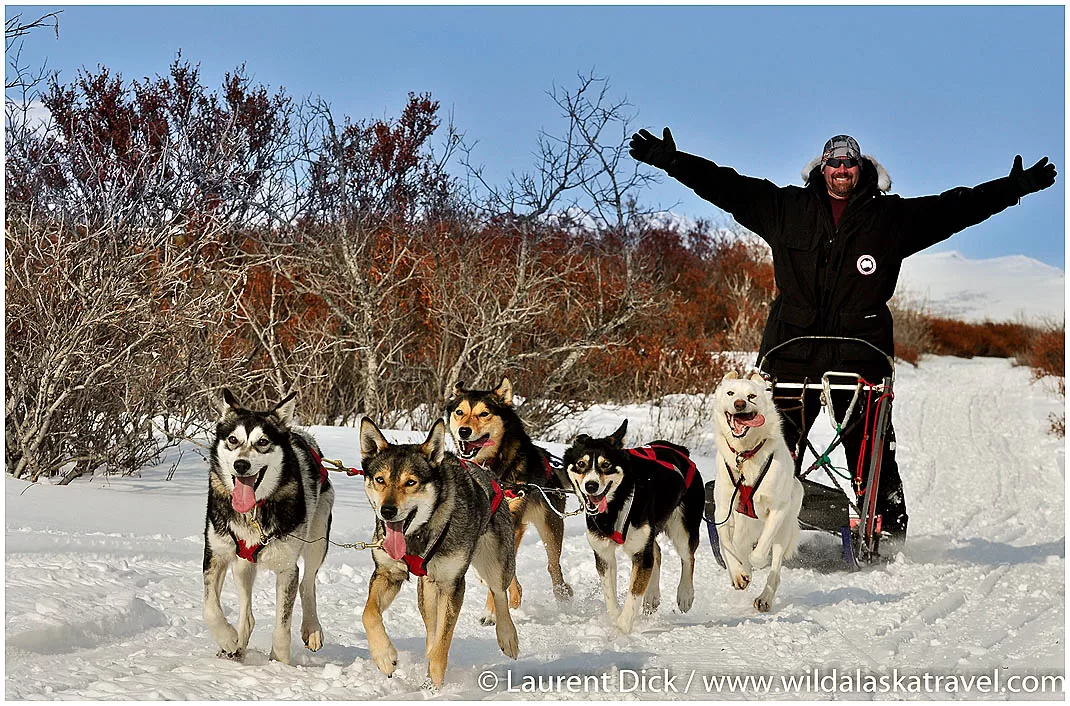 Dog mushing in Nome during 2025 Iditarod Finish Tour.