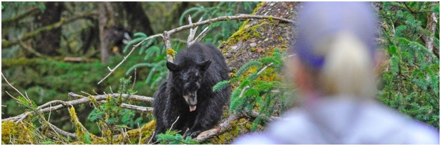 2024 Alaska Photo Tour: Bears, Glaciers and Marine Mammals