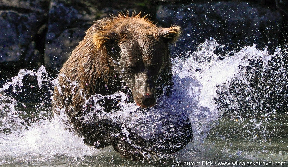 See brown bears fishing for salmon on our Alaska brown bear viewing tour.