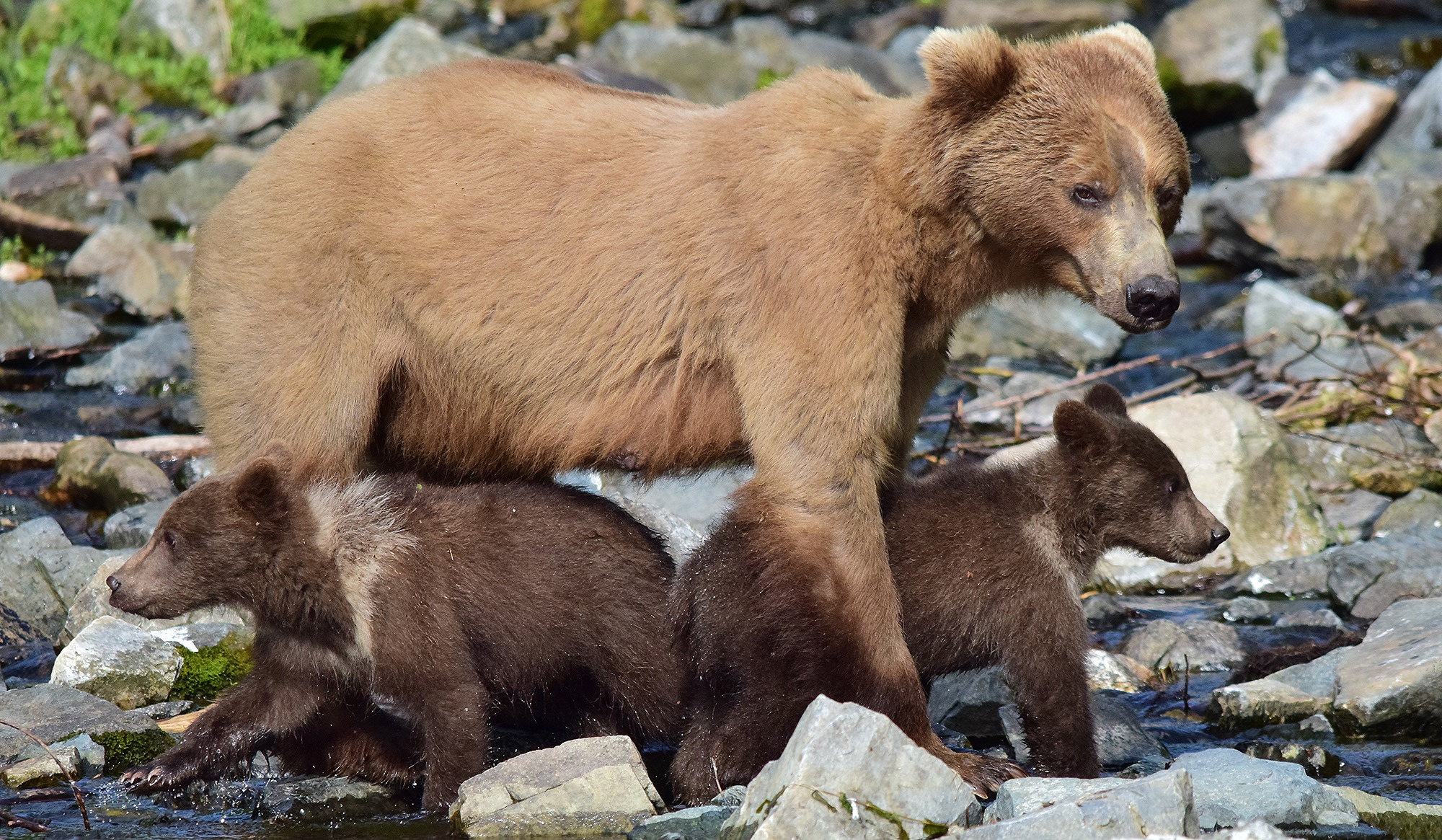 See brown bear sows and cubs on our Alaska brown bear viewing tour.