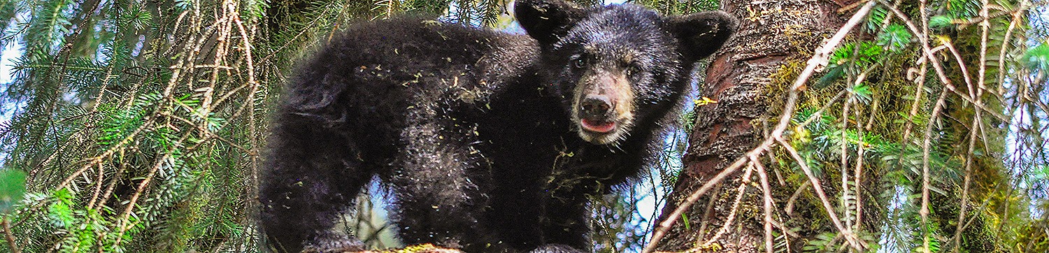 Alaska Photo Tour: Bears, Glaciers and Marine Mammals