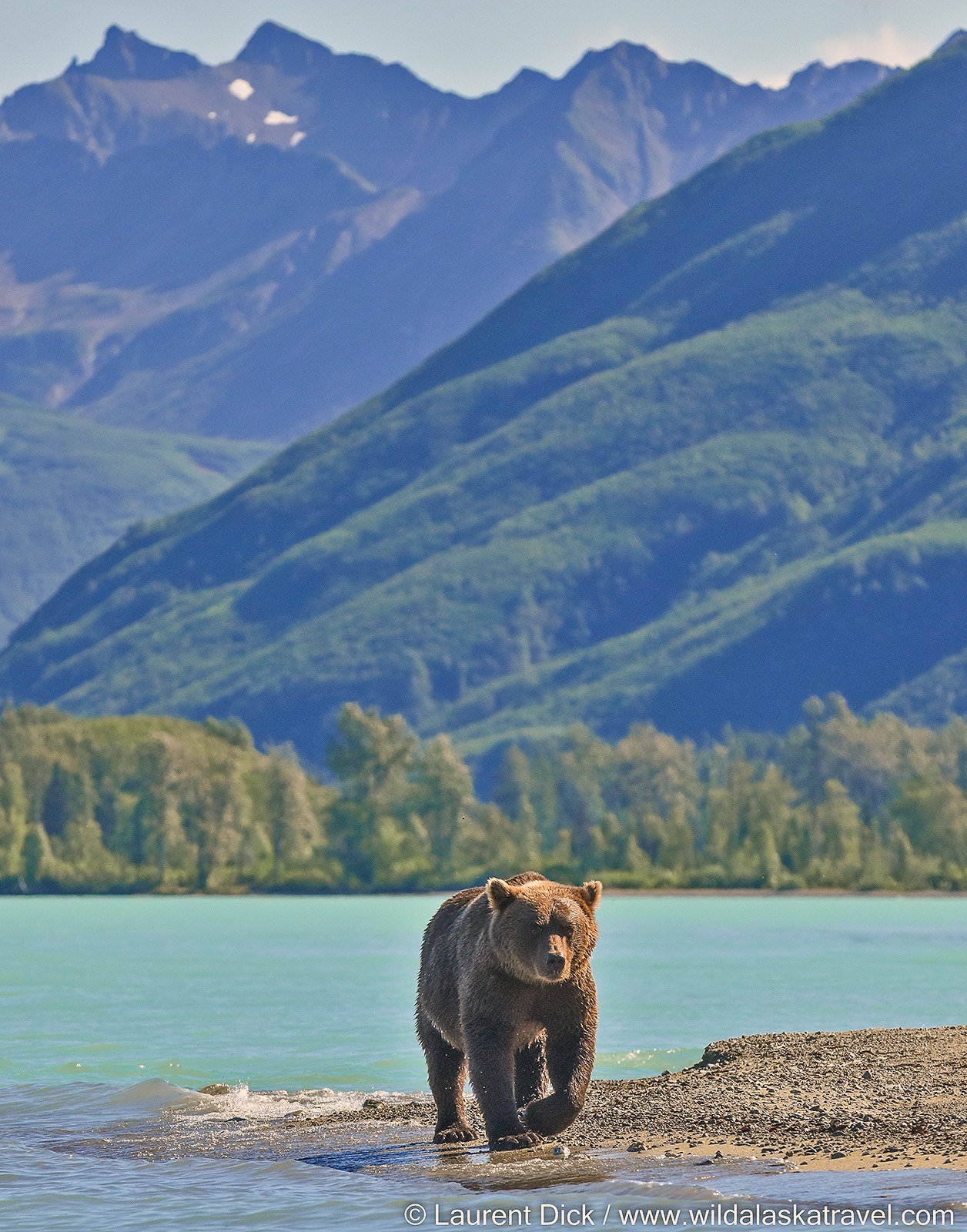 Alaska brown bear in Lake Clark National Park